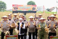 Kapolda Jatim Irjen Pol Drs. Nanang Avianto saat panen raya jagung serentak