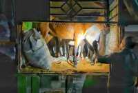 Karantina Jatim gagalkan pengiriman 6 ekor kuda pacu ilegal