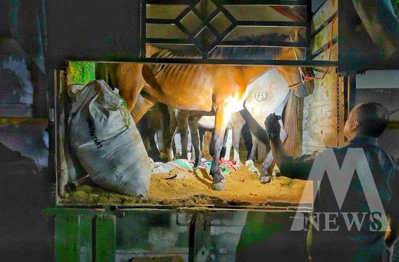 Karantina Jatim gagalkan pengiriman 6 ekor kuda pacu ilegal