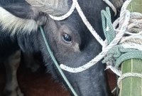 Hewan ternak penuhi aturan Karantina