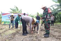 Polres Pelabuhan Tanjung Perak tanam jagung bersama Poktan dan Bulog