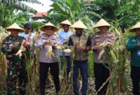 Polsek Kenjeran panen jagung bersama Poktan Nandur Makmur