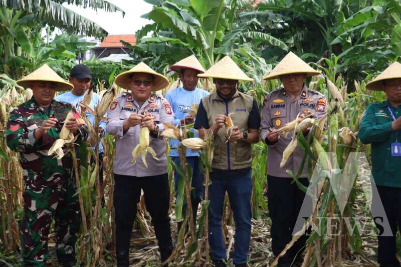 Polsek Kenjeran panen jagung bersama Poktan Nandur Makmur