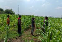 Polsek Krembung dampingi petani jagung