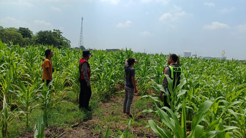 Polsek Krembung dampingi petani jagung