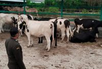 Hewan ternak dari Australia untuk keanekaragaman hayati