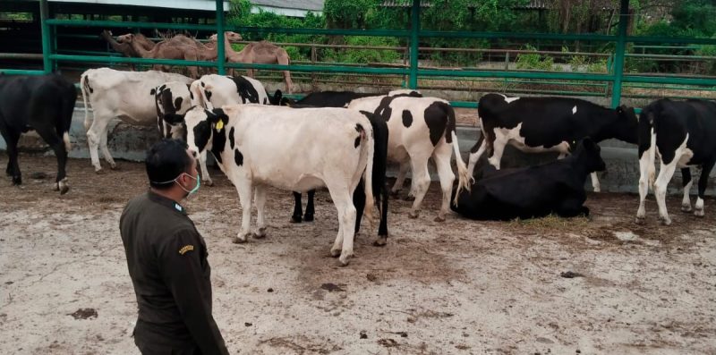 Hewan ternak dari Australia untuk keanekaragaman hayati