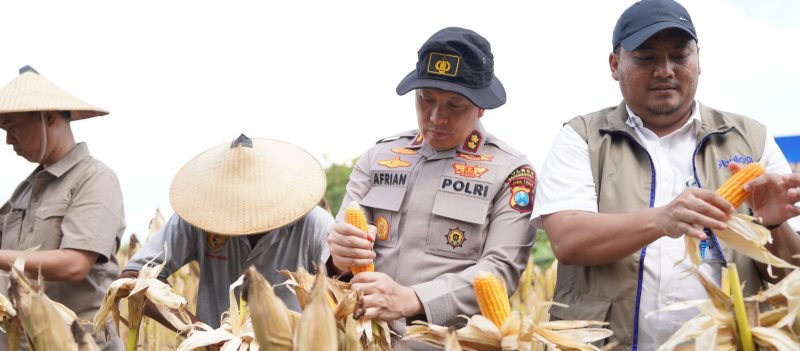 Kapolres Bojonegoro AKBP Afrian Satya Permadi saat Panen Raya Jagung