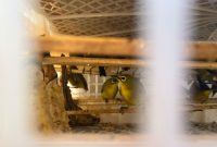 Barantin amankan 493 ekor burung di pelabuhan Banyuwangi