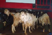 Kambing Etawa yang akan dikirim tanpa dokumen karantina