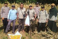 Polresta Malang Kota panen jagung bersama petani