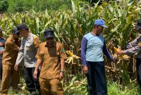 Polresta Sidoarjo bersama petani kelola jagung Hibrida