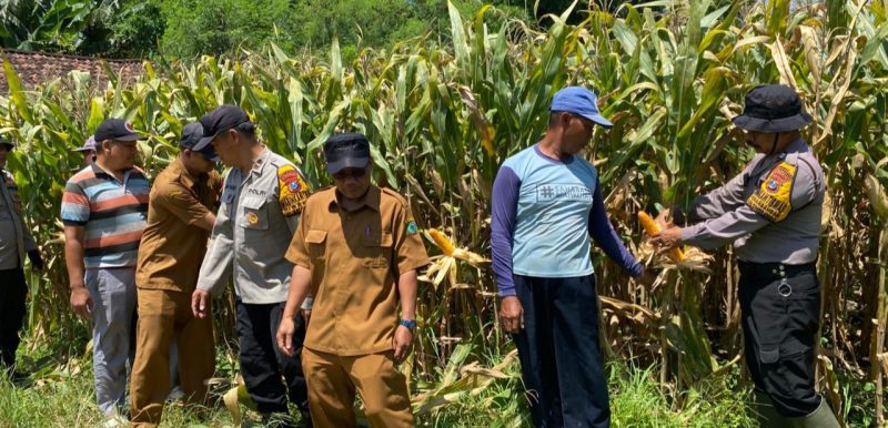 Polresta Sidoarjo bersama petani kelola jagung Hibrida