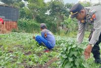 Polsek Kenjeran Surabaya panen tanaman Holtikultura