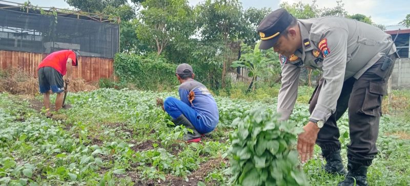 Polsek Kenjeran Surabaya panen tanaman Holtikultura