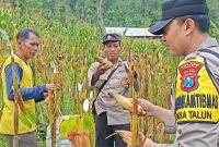 Polsek Ngebel dampingi warga kelola tanaman jagung