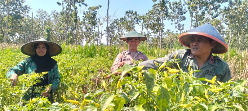 Personel Polres Gresik dampingi petani di Panceng
