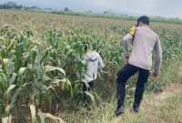 Bhabinkamtibmas Desa Boro tinjau tanaman Jagung