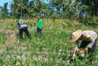 Polres Lumajang terjunkan personel dampingi petani