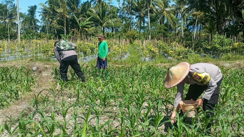 Polres Lumajang terjunkan personel dampingi petani