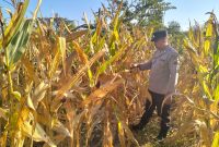 Kanit Binmas Polsek Gondang cek lahan