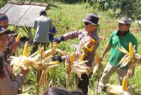 Kapolsek Bandar AKP Agus Budiono dampingi kegiatan petani saat panen