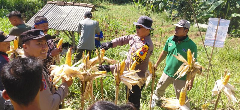 Kapolsek Bandar AKP Agus Budiono dampingi kegiatan petani saat panen