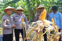 Polres Pelabuhan Tanjung Perak panen 815 jagung