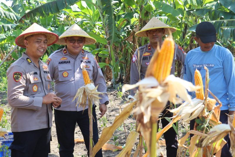 Polres Pelabuhan Tanjung Perak panen 815 jagung