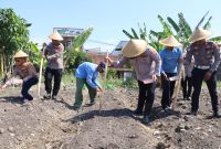 Polsek Kenjeran gelar tanam raya jagung di Tambak Wedi