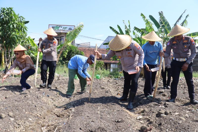 Polsek Kenjeran gelar tanam raya jagung di Tambak Wedi