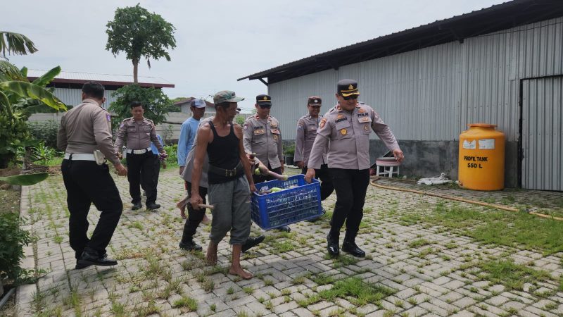 Polsek Kenjeran panen raya terong bersama PPL Pertanian Kota Surabaya
