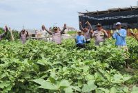 Polsek Kenjeran bersama PPL Pertanian Kota Surabaya dan Poktan Nandur Makmur panen raya