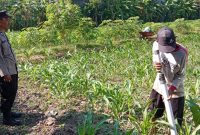 Binmas Polsek Tulungagung Kota Aiptu Agus (Panit 1) tinjau warga dalam pemeliharaan tanaman jagung
