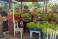 Polsek Krembangan Panen Sawi Hidroponik