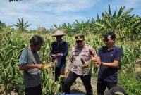 Polres Pelabuhan Tanjung Perak Surabaya panen jagung pulut ketan ungu