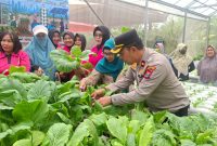 Kapolsek Krembangan Kompol Sofyan Efendi panen Sawi Caisim