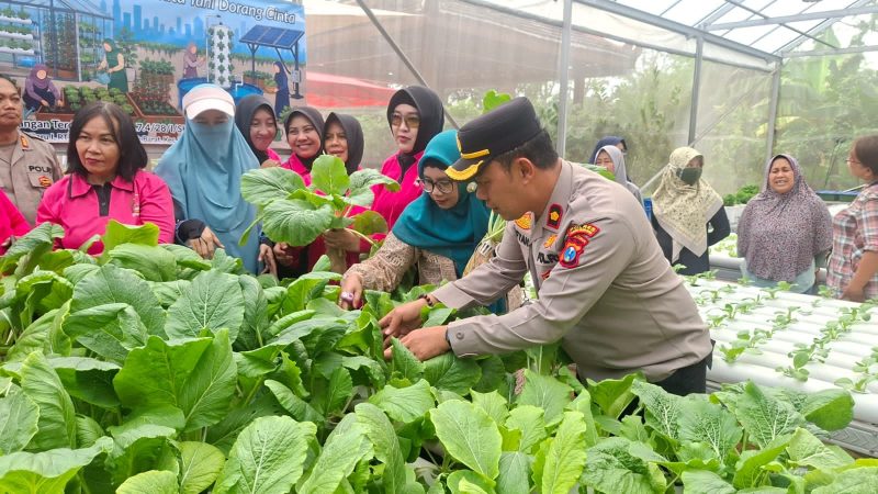 Kapolsek Krembangan Kompol Sofyan Efendi panen Sawi Caisim