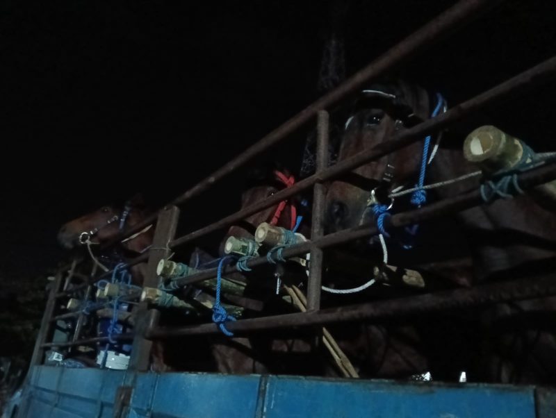 Karantina Jatim periksa kuda asal Kediri