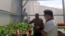 Polres Pelabuhan Tanjung Perak berdayakan petani tanam Golden Melon